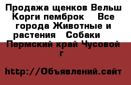 Продажа щенков Вельш Корги пемброк  - Все города Животные и растения » Собаки   . Пермский край,Чусовой г.